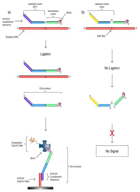 SNP detection with OLA and N-PLEX